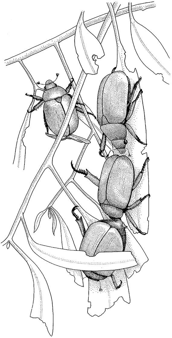 Christmas beetles of Anoplognathus (Coleoptera: Scarabaeidae) on the chewed foliage of a eucalypt tree (Myrtaceae).