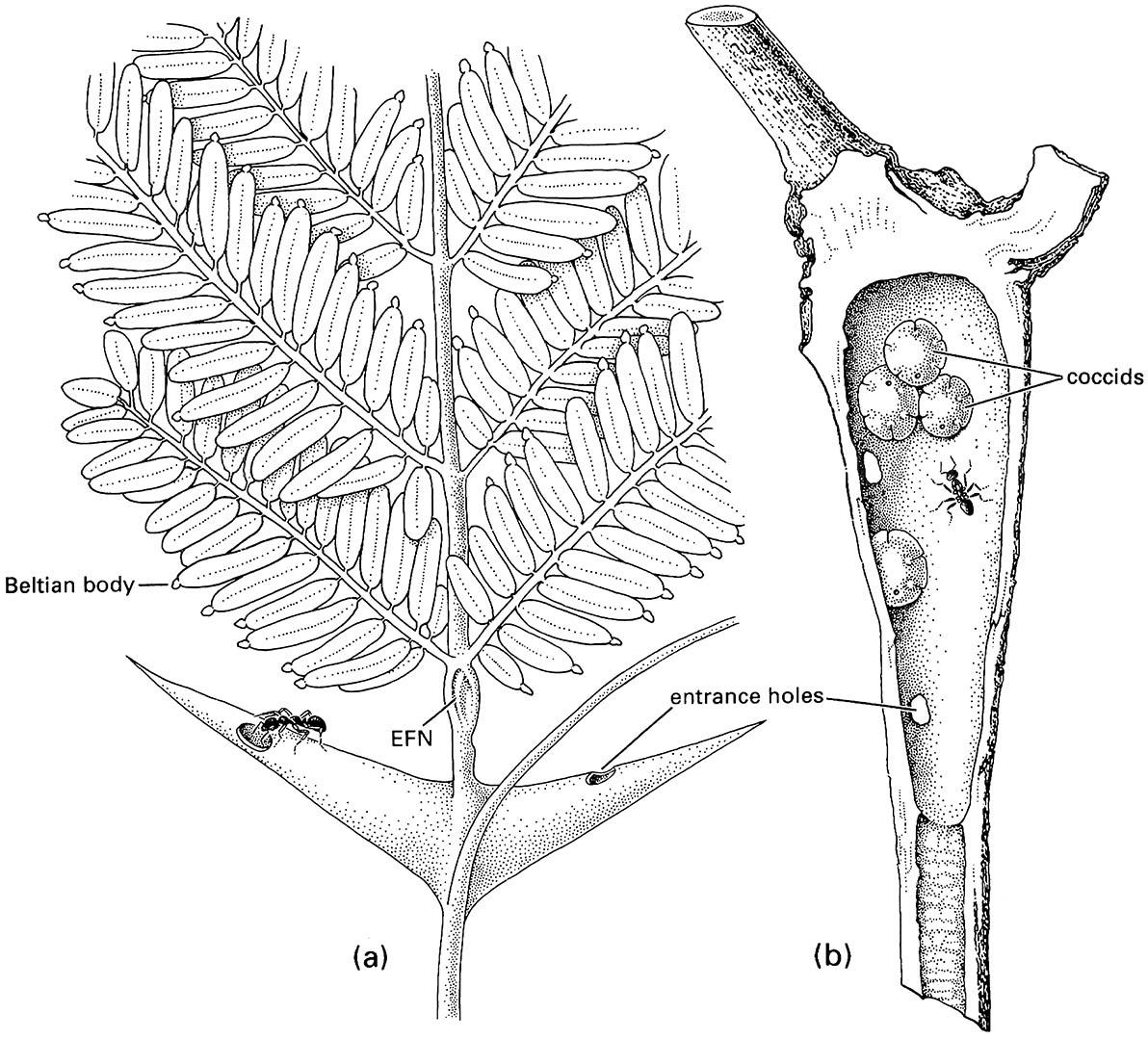 Two myrmecophytes showing the domatia (hollow chambers) that house ants and the food resources available to the ants: