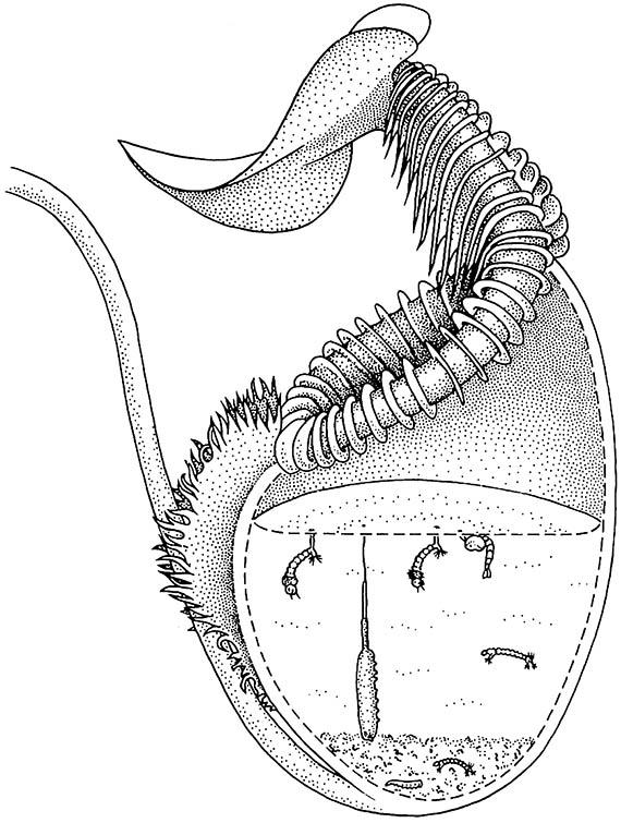 A pitcher of Nepenthes (Nepenthaceae) cut open to show fly inquilines in the fluid: