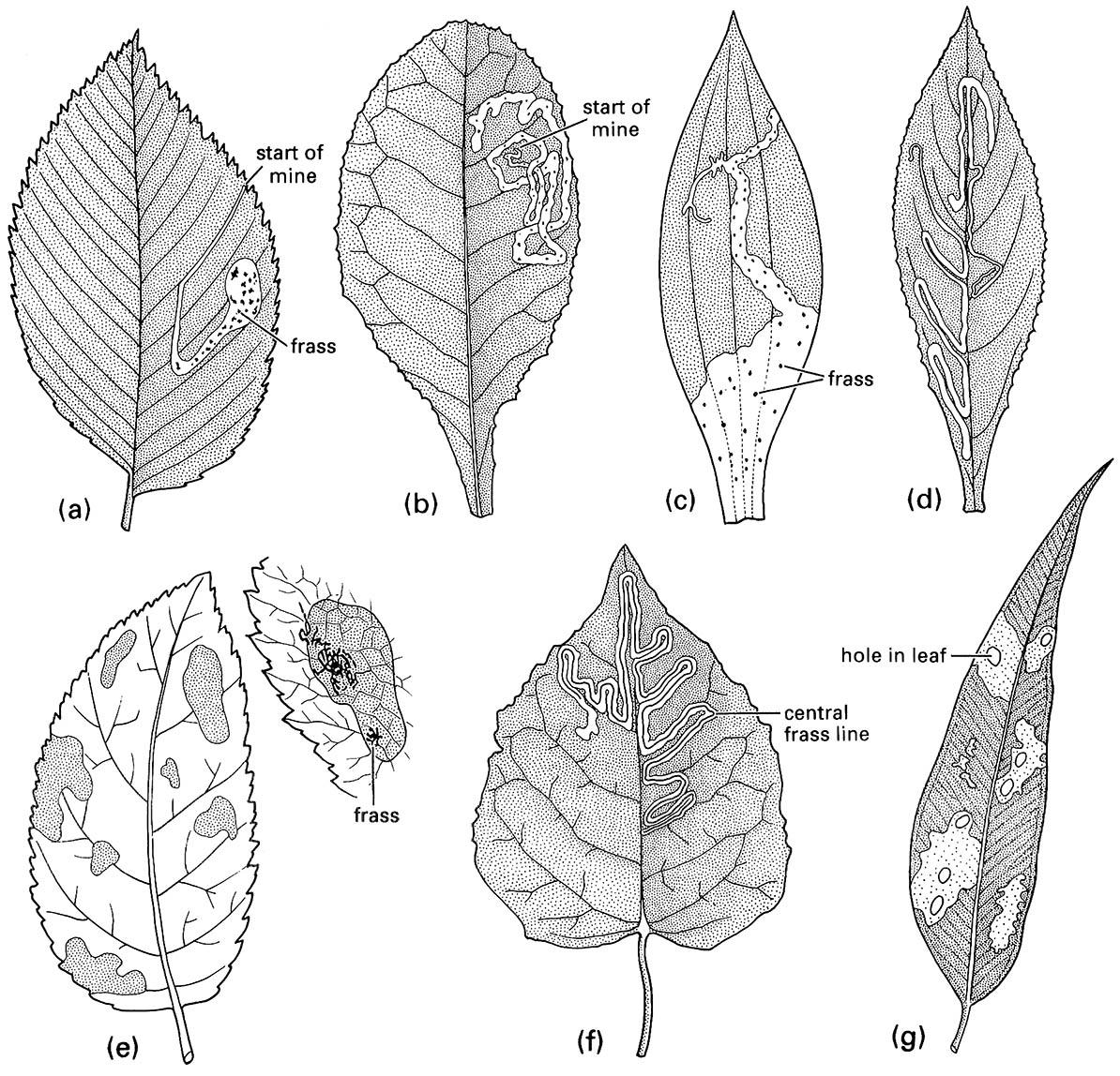 Leaf mines: