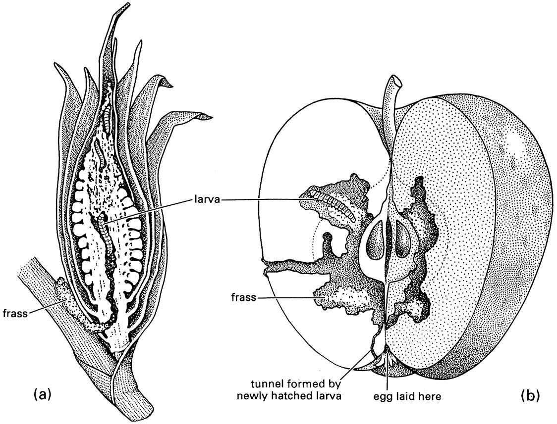 Plant borers: