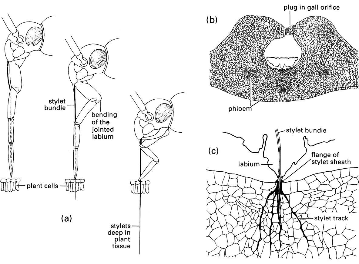 Feeding in phytophagous Hemiptera: