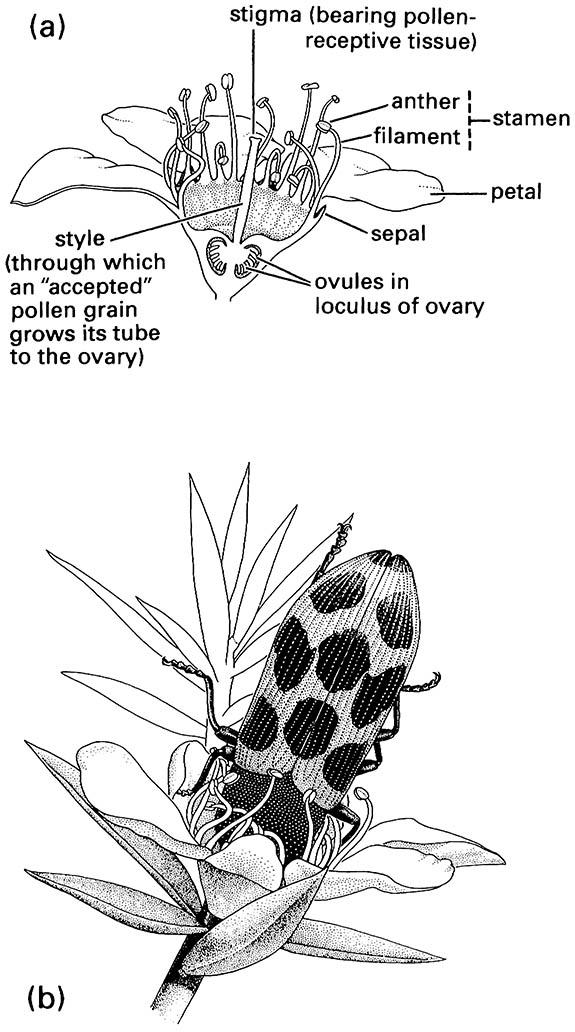 Anatomy and pollination of a tea-tree flower, Leptospermum (Myrtaceae):