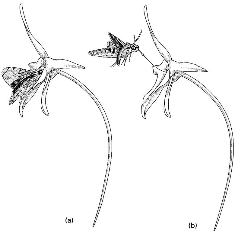 A male hawkmoth of Xanthopan morgani praedicta (Lepidoptera: Sphingidae) feeding from the long floral spur of a Malagasy star orchid, Angraecum sesquipedale: