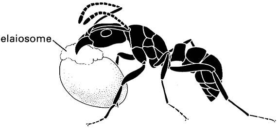 An ant of Rhytidoponera tasmaniensis (Hymenoptera: Formicidae) carrying a seed of Dillwynia juniperina (Fabaceae) by its elaiosome (seed appendage).