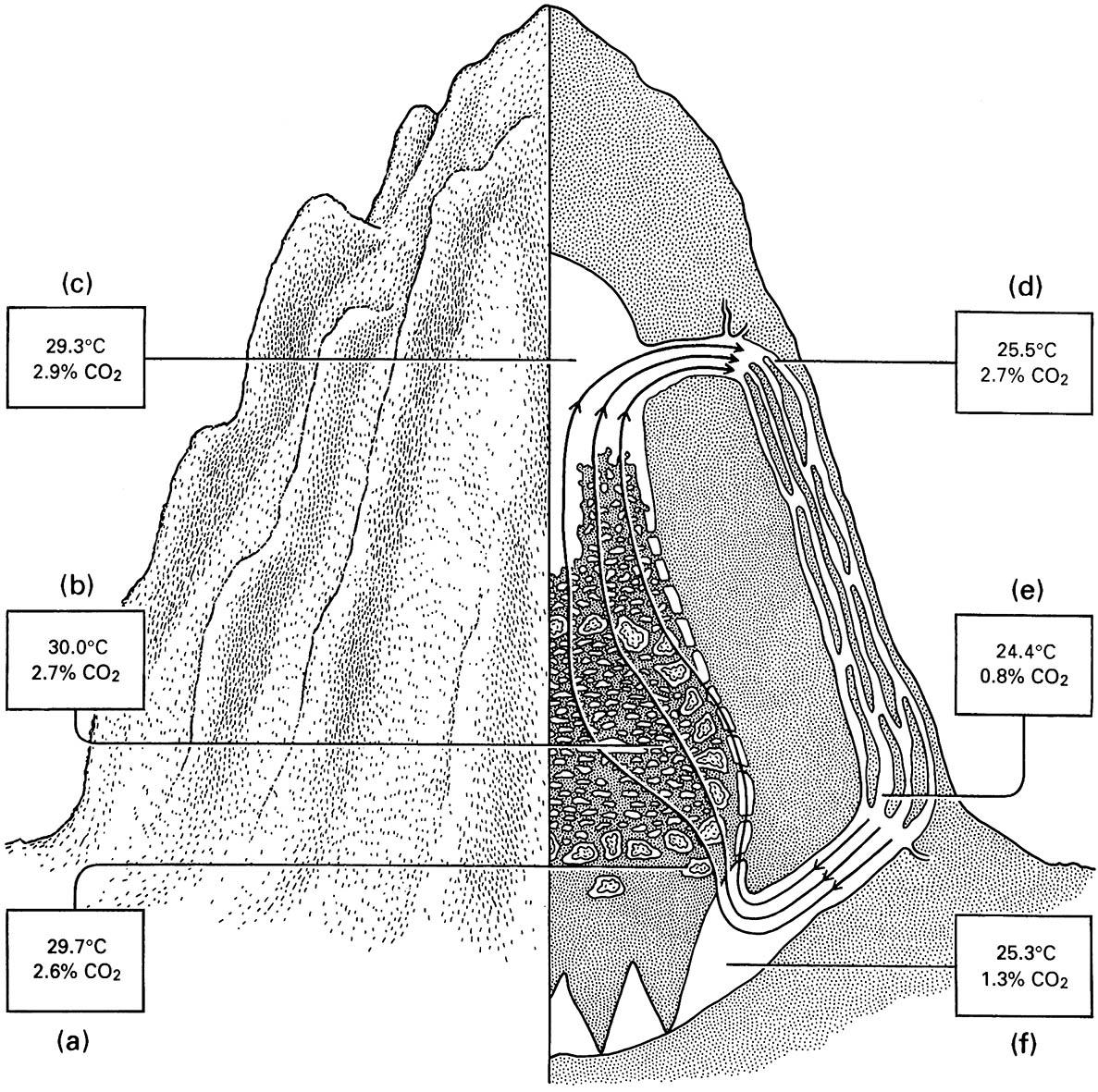 Section through the mound nest of the African fungus-farming termite Macrotermes natalensis (Isoptera: Termitidae) showing how air circulating in a series of passageways maintains favorable culture conditions for the fungus at the bottom of t he nest (a) and for the termite brood (b).