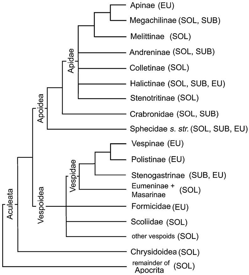 Cladogram showing probable relationships among selected aculeate Hymenoptera to depict the multiple origins of sociality (SOL, solitary; SUB, subsocial; EU, eusocial).