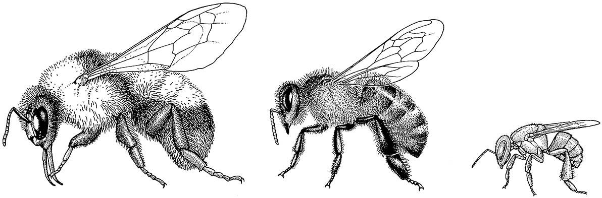 Worker bees from three eusocial genera, from left, Bombus, Apis, and Trigona (Apidae: Apinae), superficially resemble each other in morphology, but they differ in size and ecology, including their pollination preferences and level of eusociality.