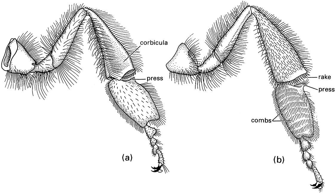 The hind leg of a worker honey bee, Apis mellifera (Hymenoptera: Apidae):