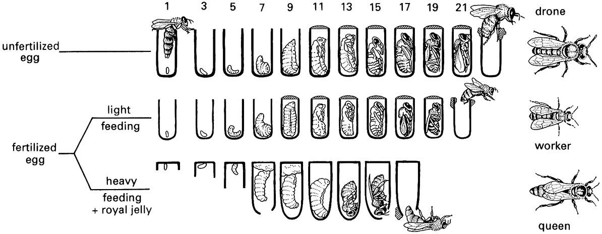 Development of the honey bee, Apis mellifera (Hymenoptera: Apidae), showing the factors that determine differentiation of the queen-laid eggs into drones, workers, and queens (on the left) and the approximate developmental times (in days) and stages for drones, workers, and queens (on the right).