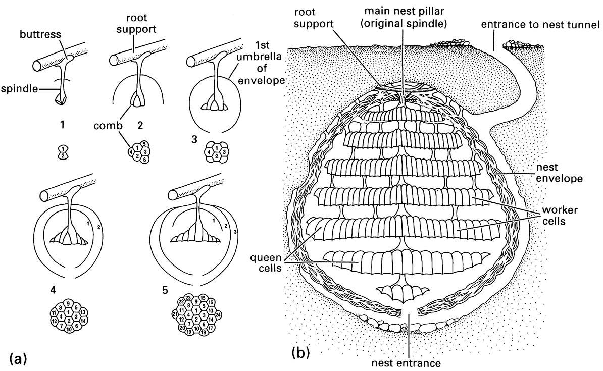 The nest of the common European wasp, Vespula vulgaris (Hymenoptera: Vespidae):