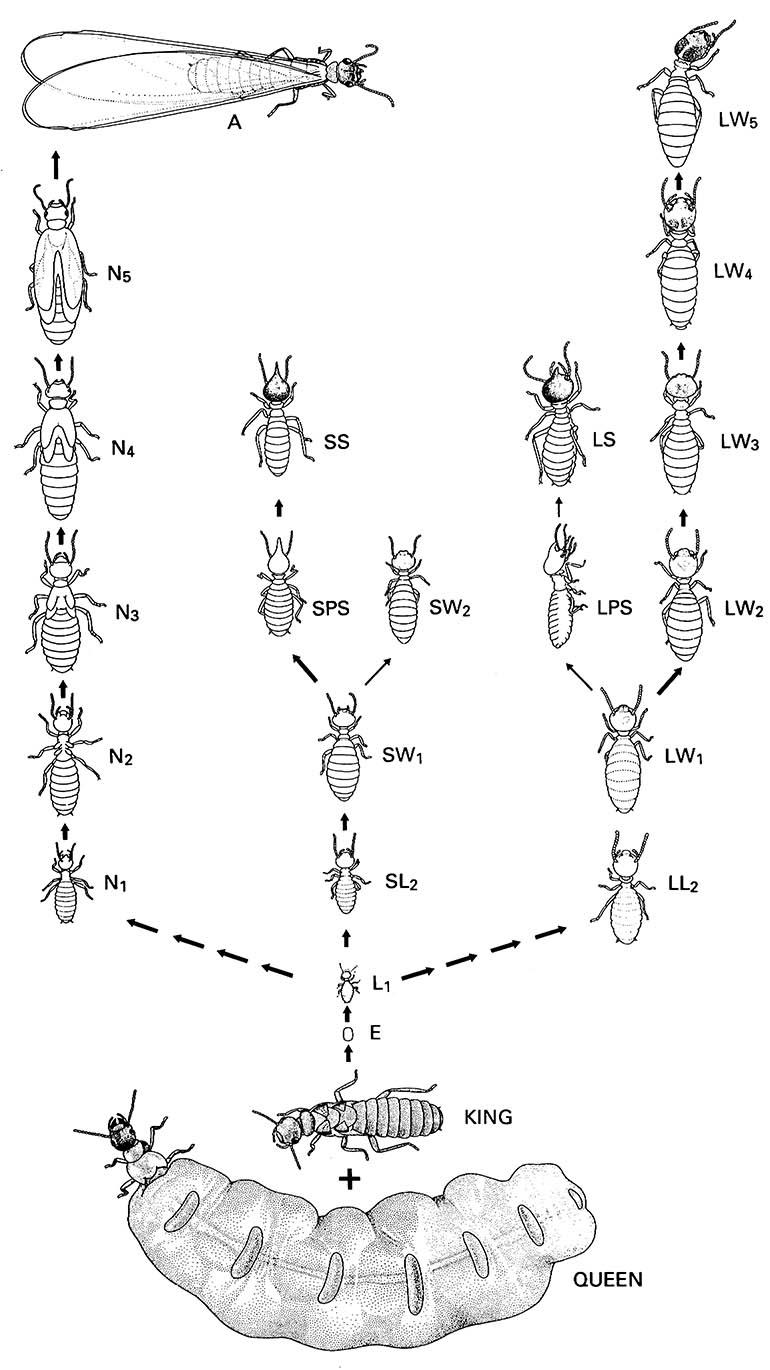 Developmental pathways of the termite Nasutitermes exitiosus (Isoptera: Termitidae).