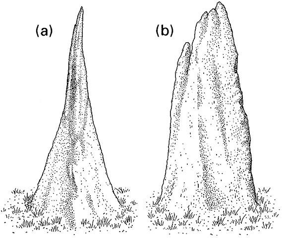 A “magnetic” mound of the debris-feeding termite Amitermes meridionalis (Isoptera: Termitidae) showing: