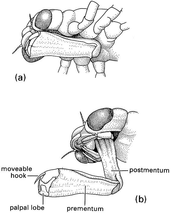 Ventrolateral view of the head of a dragonfly nymph (Odonata: Aeshnidae: Aeshna) showing the labial “mask”: