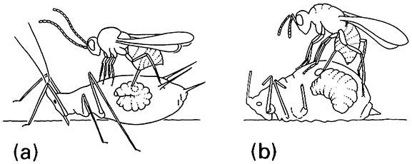 Two examples of the ovipositional behavior of hymenopteran hyperparasitoids of aphids: