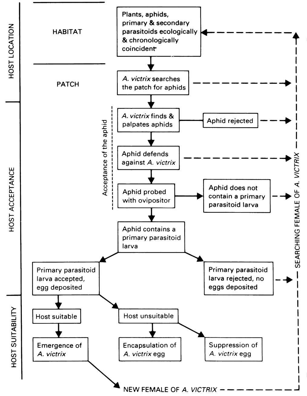 Steps in host selection by the hyperparasitoid Alloxysta victrix (Hymenoptera: Figitidae).