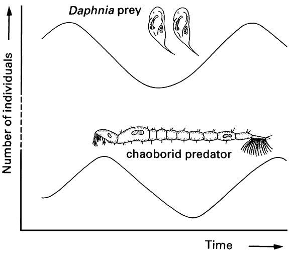 An example of the regular cycling of numbers of predators and their prey: the aquatic planktonic predator Chaoborus (Diptera: Chaoboridae) and its cladoceran prey Daphnia (Crustacea).