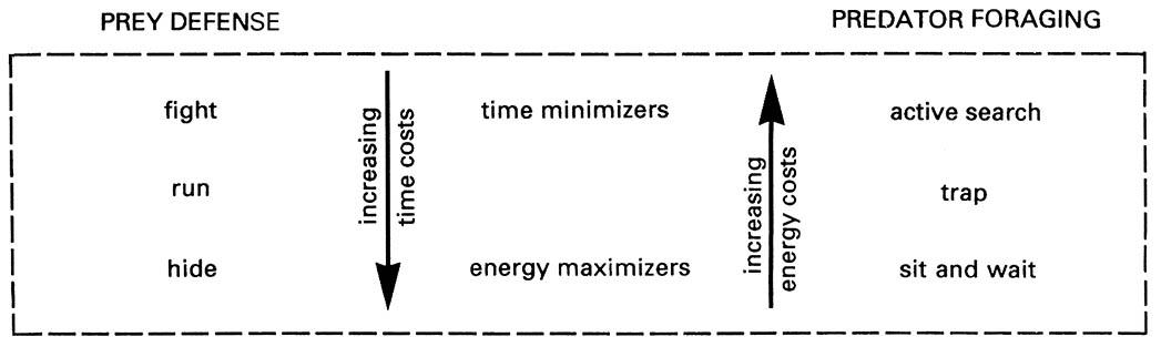 The basic spectrum of prey defense strategies and predator foraging, varying according to costs and benefits in both time and energy.