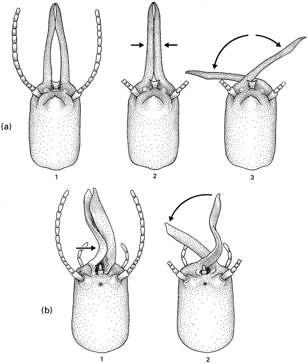 Defense by mandible snapping in termite soldiers.