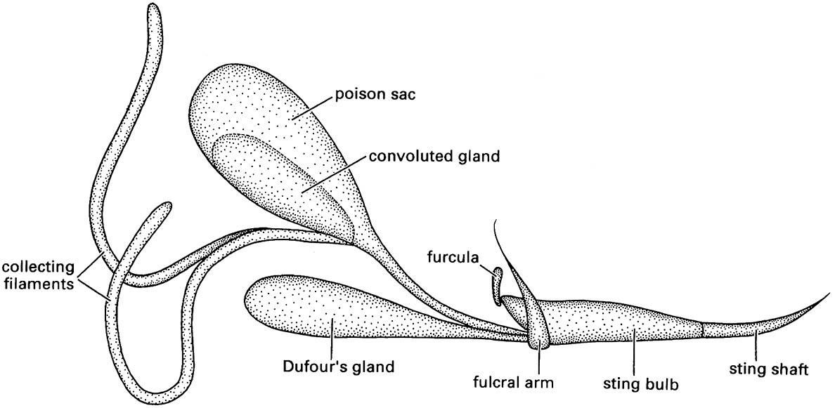 Diagram of the major components of the venom apparatus of a social aculeate wasp.