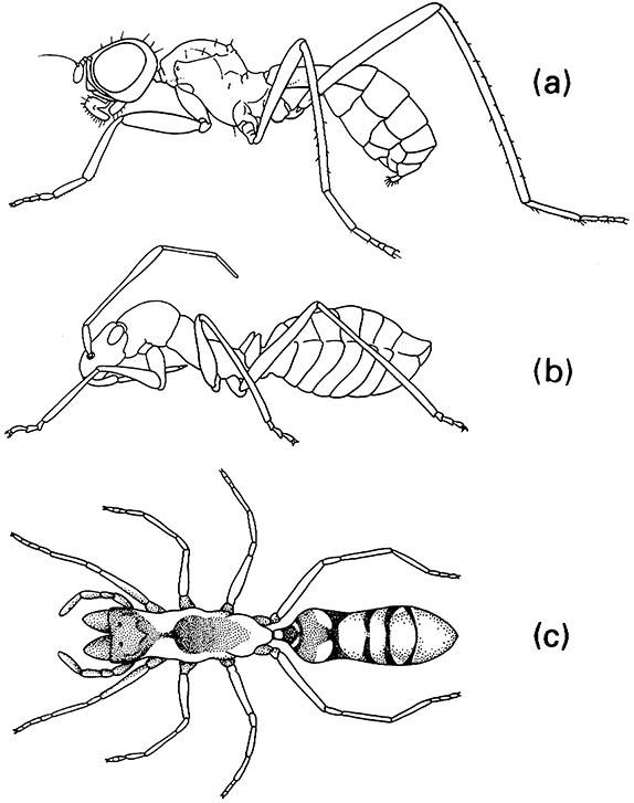 Three ant mimics: