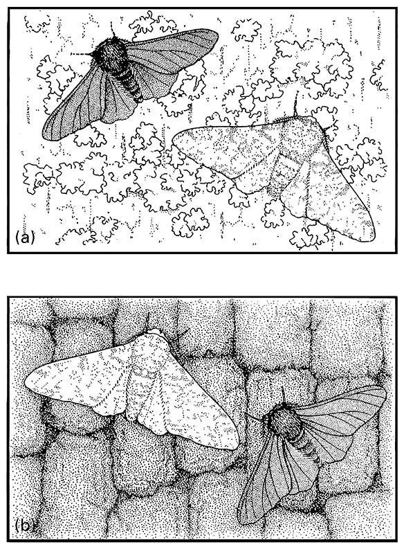 Pale and melanic (carbonaria) morphs of the peppered moth Biston betularia resting on: