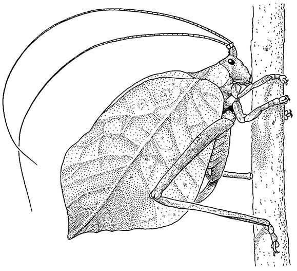 A leaf-mimicking katydid, Mimetica mortuifolia (Orthoptera: Tettigoniidae), in which the fore wing resembles a leaf even to the extent of leaf-like venation and spots resembling fungal mottling.