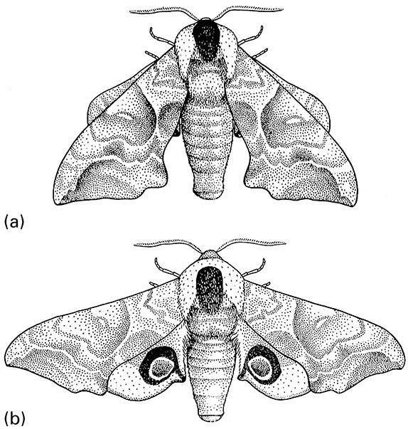 The eyed hawkmoth, Smerinthus ocellatus (Lepidoptera: Sphingidae).