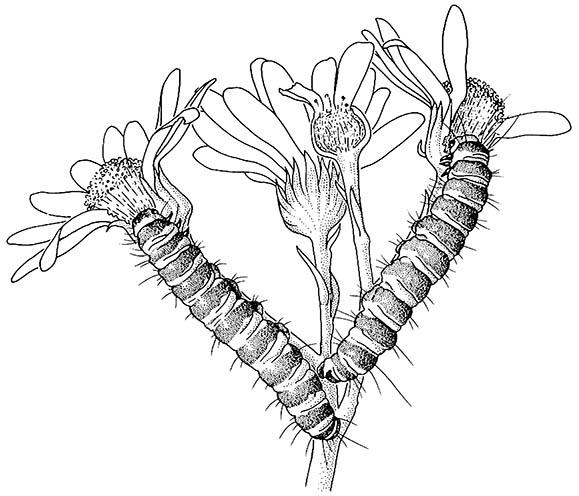 The distasteful and warningly colored caterpillars of the cinnabar moth, Tyria jacobaeae (Lepidoptera: Arctiidae), on ragwort, Senecio jacobaeae.