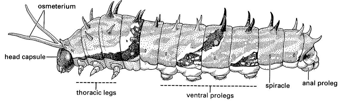 A caterpillar of the orchard butterfly, Papilio aegeus (Lepidoptera: Papilionidae), with the osmeterium everted behind its head.