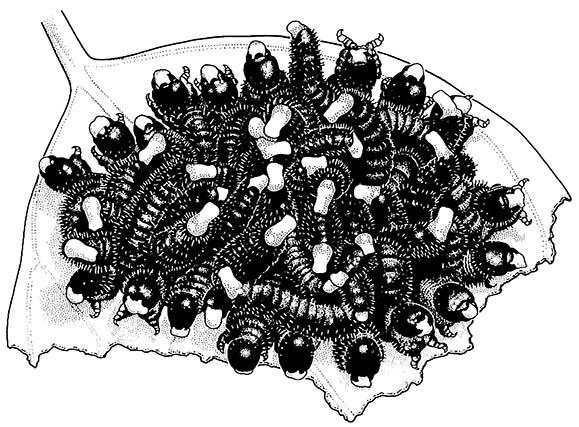 An aggregation of sawfly larvae (Hymenoptera: Pergidae: Perga) on a eucalypt leaf.