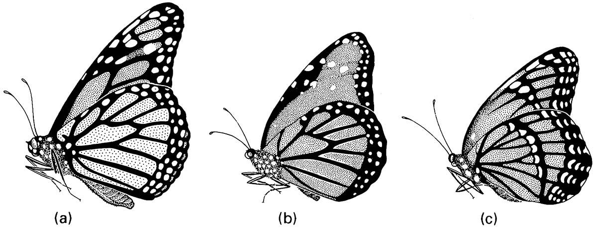 Three nymphalid butterflies that are Müllerian co-mimics in Florida: