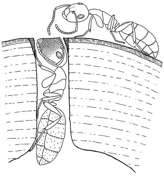 Nest guarding by the European ant Camponotus (Colobopsis) truncatus: