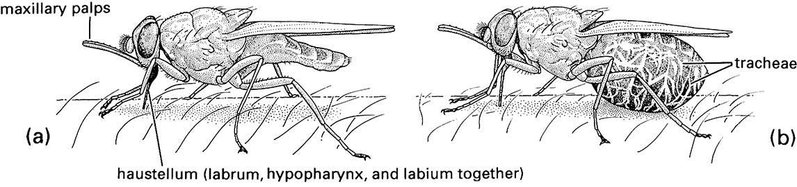 A tsetse fly, Glossina morsitans (Diptera: Glossinidae), at the commencement of feeding (a) and fully engorged with blood (b).