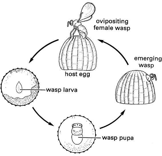 Generalized life cycle of an egg parasitoid.