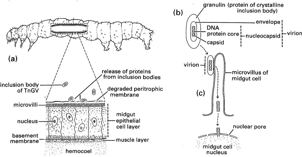 The mode of infection of insect larvae by baculoviruses.