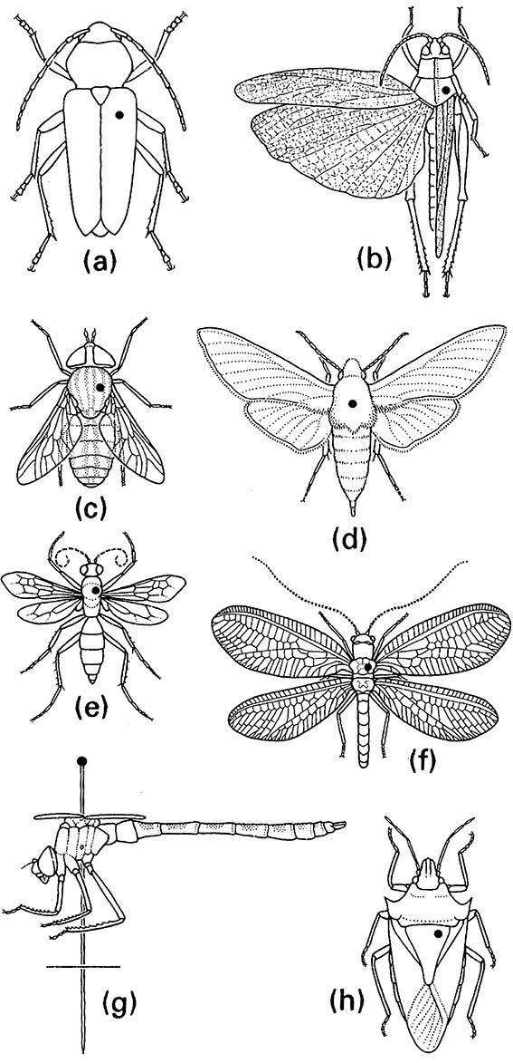 Pin positions for representative insects: