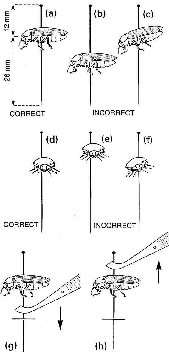 Correct and incorrect pinning: