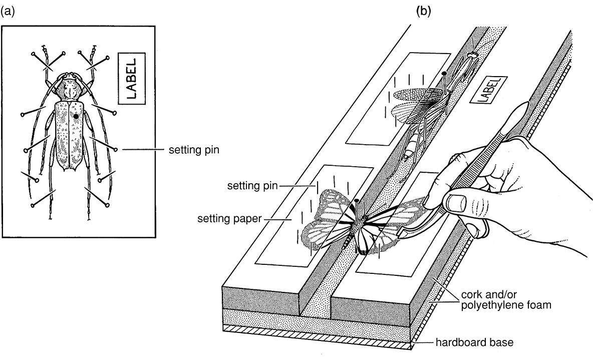 Spreading of appendages prior to drying of specimens: