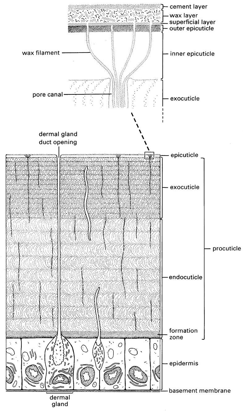 The general structure of insect cuticle; the enlargement above shows details of the epicuticle.