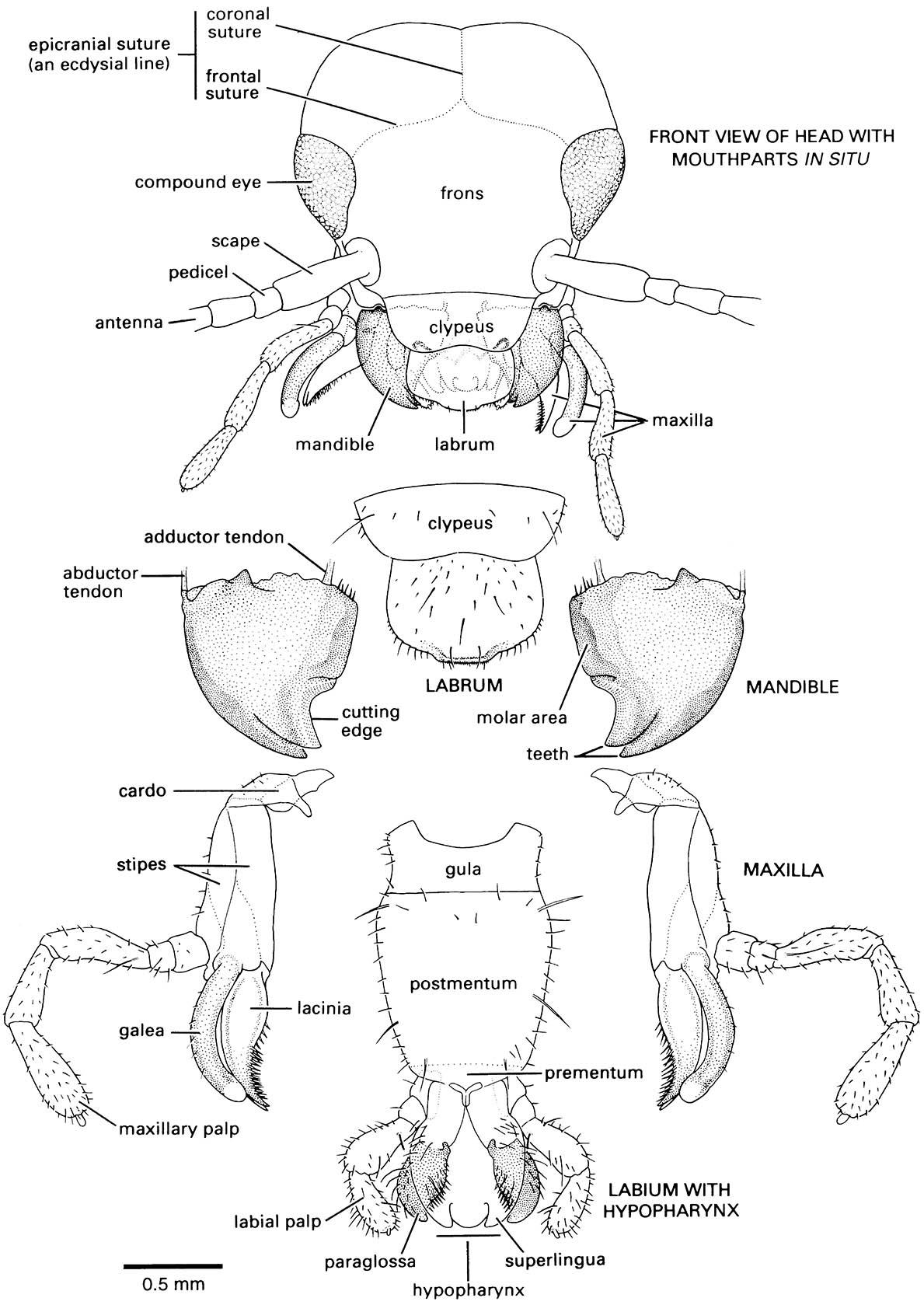 Frontal view of the head and dissected mouthparts of an adult of the European earwig,  Forficula auricularia (Dermaptera: Forficulidae).