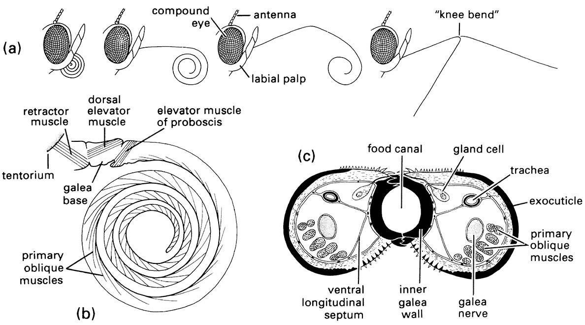 Mouthparts of the cabbage white or cabbage butterfly, Pieris rapae (Lepidoptera: Pieridae).