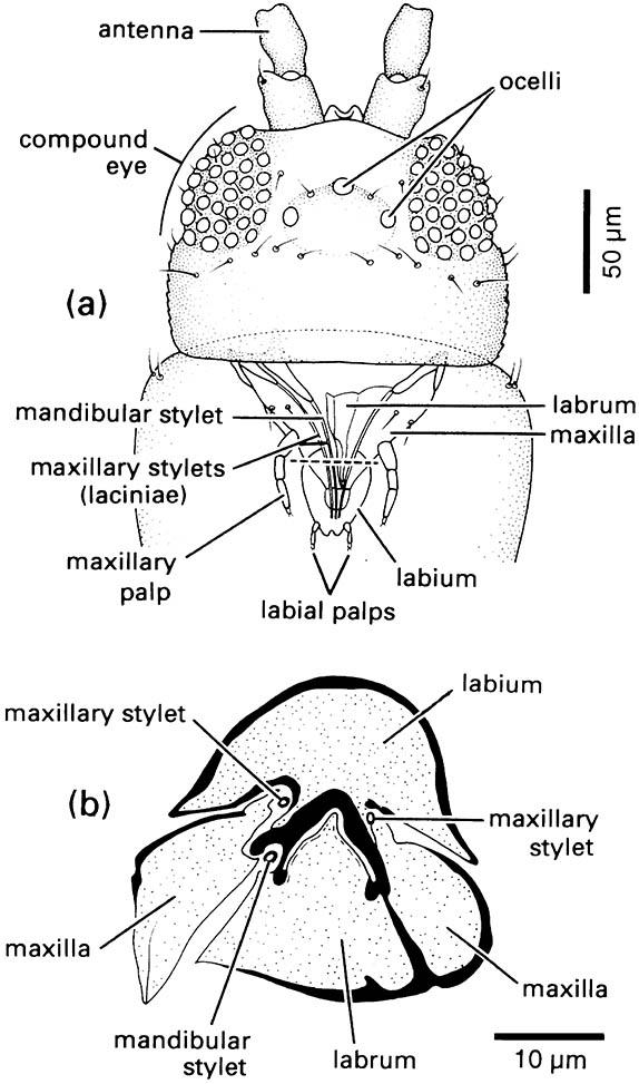 Head and mouthparts of a thrips, Thrips australis (Thysanoptera: Thripidae).