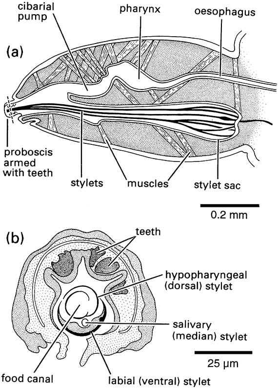 Head and mouthparts of a sucking louse, Pediculus (Phthiraptera: Anoplura: Pediculidae).