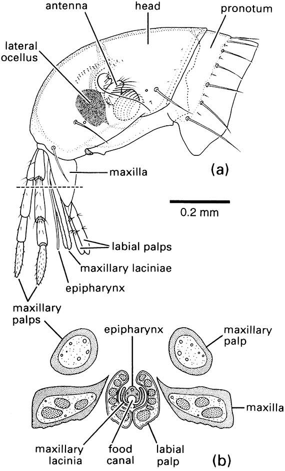 Head and mouthparts of a human flea, Pulex irritans (Siphonaptera: Pulicidae):