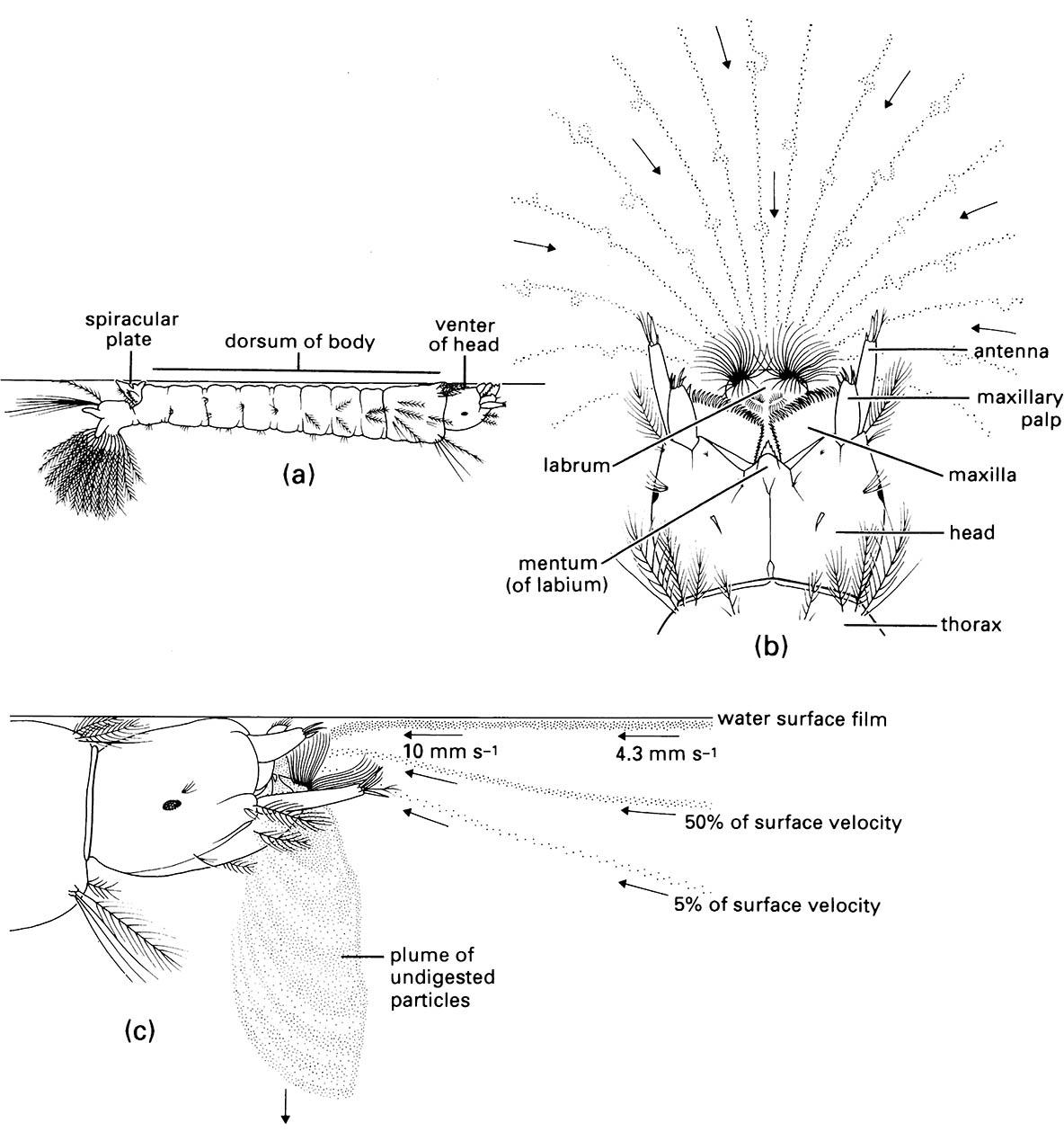 The mouthparts and feeding currents of a mosquito larva of Anopheles quadrimaculatus (Diptera: Culicidae).