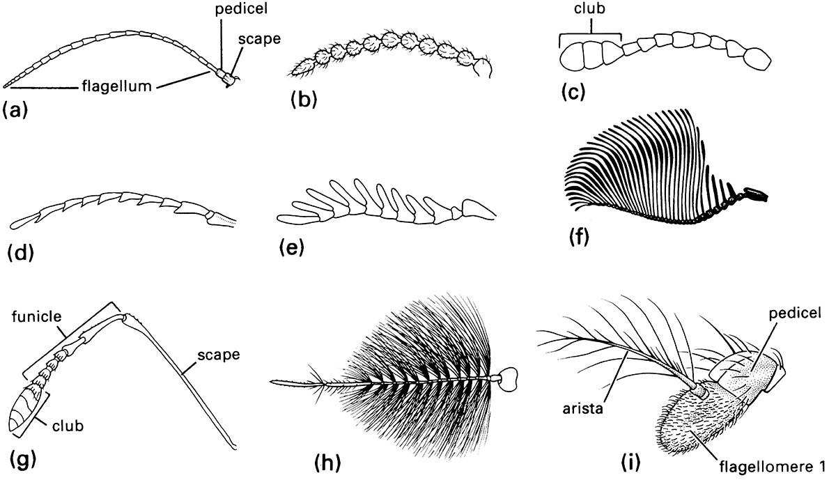 Some types of insect antennae: