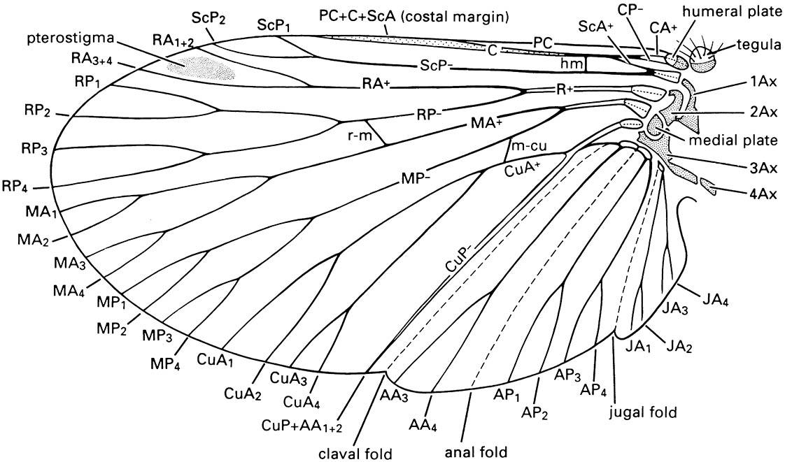 A generalized wing of a neopteran insect (any living winged insect other than Ephemeroptera and Odonata), showing the articulation and the Kukalová-Peck nomenclatural scheme of wing venation.