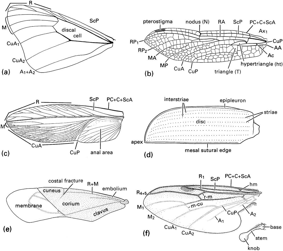 The left wings of a range of insects showing some of the major wing modifications: