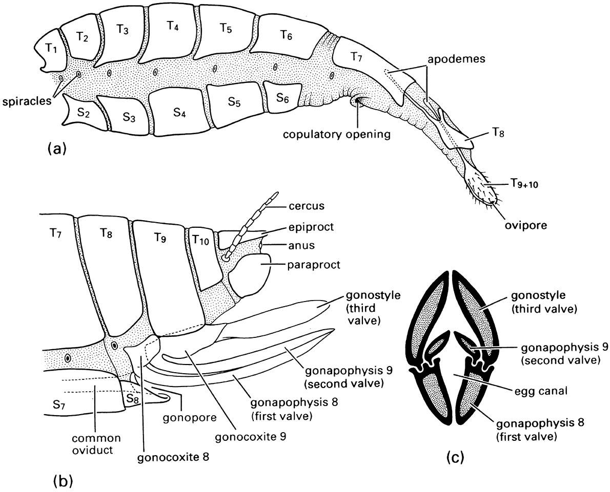 The female abdomen and ovipositor: